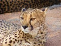 Namibian Cheetah Gaze Royalty Free Stock Photo