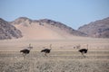 Sossusvlei - Ostrich`s running - Namibia - 2017 Royalty Free Stock Photo