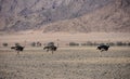 Sossusvlei - Ostrich`s running - Namibia - 2017 Royalty Free Stock Photo