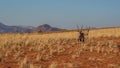 Namibian desert with oryx