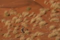 Namibian desert with oryx