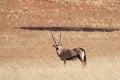 Namibian desert with oryx