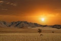 Namibian desert with oryx