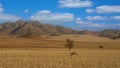 Namibian desert with oryx