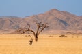 Namibian desert with oryx