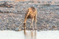 Namibian Giraffe drinking water at sunset Royalty Free Stock Photo