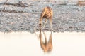Namibian giraffe drinking water at a waterhole at sunset Royalty Free Stock Photo