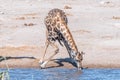 A Namibian giraffe, giraffa camelopardalis angolensis, drinking Royalty Free Stock Photo