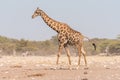 Namibian giraffe walking and pooing Royalty Free Stock Photo