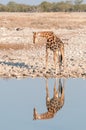 Namibian giraffe at a waterhole with reflection visible