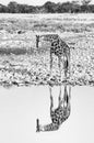 Namibian giraffe at a waterhole with reflection visible. Monochrome
