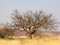 Namibian landscape