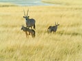 Namibian Oryx Royalty Free Stock Photo