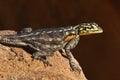 Namibian Rock Agama - Damaraland - Namibia Royalty Free Stock Photo