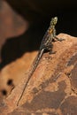 Namibian Rock Agama - Namibia Royalty Free Stock Photo