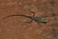 Namibian Rock Agama - Namibia Royalty Free Stock Photo