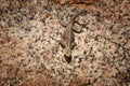 Namibian rock agama, Agama planiceps, greenish lizard, mating female posing on yellow granite rock in typical desert environment. Royalty Free Stock Photo