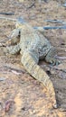 Namibian Rock monitor lizard varanus albigularis Royalty Free Stock Photo