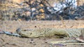Namibian Rock monitor lizard varanus albigularis Royalty Free Stock Photo