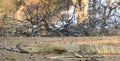 Namibian Rock monitor lizard varanus albigularis Royalty Free Stock Photo