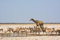 In the Namibian savanna, a giraffe and a herd of antelope drink water at a watering hole. African continent. The wild nature Royalty Free Stock Photo