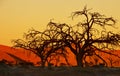 Namibian Sunset - Sossusvlei Royalty Free Stock Photo