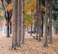 Namiseom island in autumn