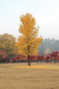 Namiseom island in autumn