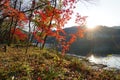 Autumn in Namiseom Island, South Korea Royalty Free Stock Photo