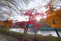 Autumn in Namiseom Island, South Korea Royalty Free Stock Photo