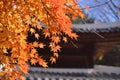 Namisum Island red Maple tree