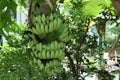Namwa bananas on organic fruit trees in an outdoor garden, Thailand.
