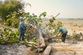 Lumberjacks use their chainsaws to cut teak trees and branches.