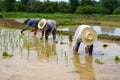 Farmers are planting rice in a flooded field.