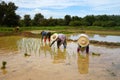 Farmers are planting rice in a flooded field.