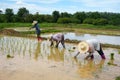 Farmers are planting rice in a flooded field.