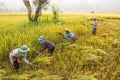 Nan,Thailand - October 10,2018 : Unidentified Thai farmers are harvest in the rice field at Baan Sapan ,Nan,Thailand