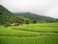 Nan, Thailand, Small hut in green rice terrace near stream. Village in valley with fog and mist.