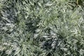 Nana Artemisia Schmitidiana for perennial herbaceous garden and sunny foliage Royalty Free Stock Photo