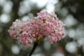 Nana Variegata Royalty Free Stock Photo