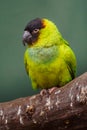 Nanday conure Royalty Free Stock Photo
