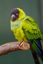 Nanday conure Royalty Free Stock Photo