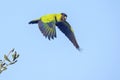 Nanday Conure In Flight Royalty Free Stock Photo