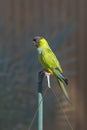 Nanday Conure