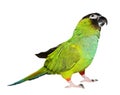 Nanday Conure Royalty Free Stock Photo