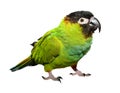Nanday Conure Royalty Free Stock Photo