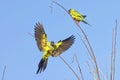 Nanday Conure Landing On A Small Branch Royalty Free Stock Photo