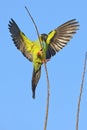 Nanday Conure Landing On A Twig, Thin Branch Royalty Free Stock Photo