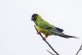 Nanday Conure Over A White Overcast Sky Royalty Free Stock Photo