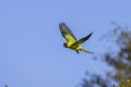 Nanday Conure Taking Flight Over A Blue Sky Royalty Free Stock Photo